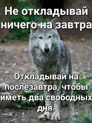 Волки - ЯПлакалъ