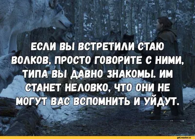 Наклейка на авто Волк неместный надпись nemestniy прайд - купить по  выгодным ценам в интернет-магазине OZON (708996788)