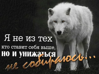 Картинки со смыслом про волков - 68 фото