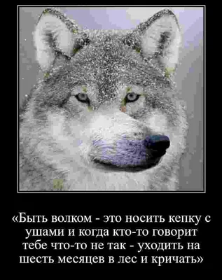 Неважно, кто напротив". Мемы про волков с дурацкими цитатами | Мемы про  животных, Мемы, Смешные диснеевские мемы