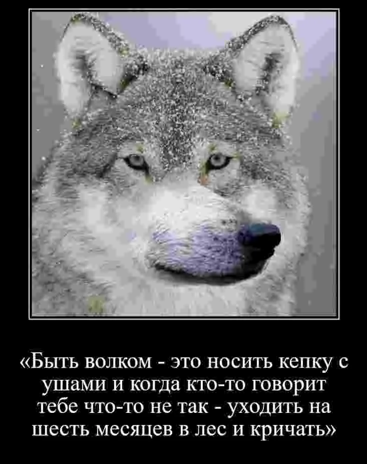 Смешные цитаты волка. Цитаты волка. Горы сила волки цитаты. Как говорит волк. Волк говорит спасибо.
