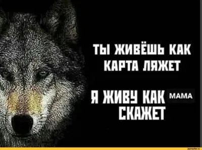 Кто цитаты волков прочитал, тот жизнь познал | Пикабу