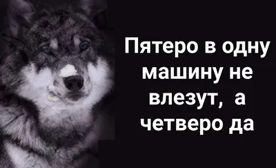 Мемы 2019 года: девушки с котом, волчьи цитаты и взаимный троллинг  поколений / Хабр