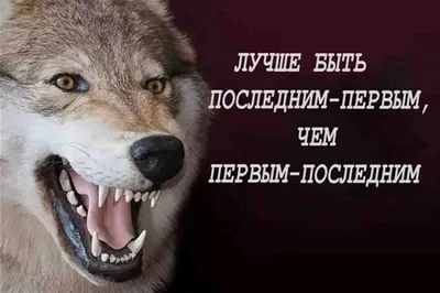 Пацанская народная мудрость" и цитаты про волков (35 картинок) » Триникси