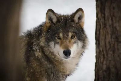 В Пензенской области сокращают численность волков — Новости — Пенза Взгляд