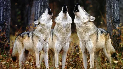 Обои волк, зима, История волков в Йеллоустоун, Гардинер, снег на телефон  Android, 1080x1920 картинки и фото бесплатно