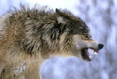 Популяция волков растет: Бакхаус выступает за пересмотр охранного статуса