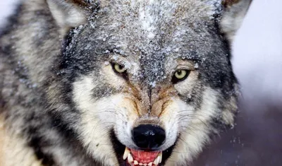 Картинки злых волков (50 фото)