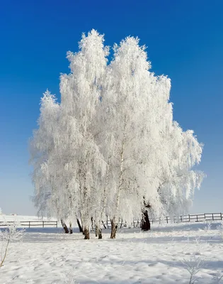 Волшебная зима (Леся Любовь Радужная) / Стихи.ру