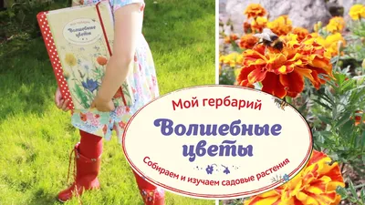 Мастер-Класс «Волшебные цветы» (фитонезидотерапия) (7 фото). Воспитателям  детских садов, школьным учителям и педагогам - Маам.ру