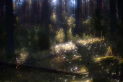 Волшебный Лес На Закате — стоковая векторная графика и другие изображения  на тему Лес - Лес, Гора, Дерево - iStock