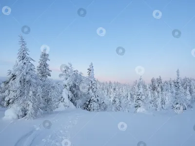 Волшебный, зимний лес в гирляндах