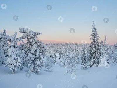 Ночной зимний лес | Winter scenery, Winter landscape, Winter pictures