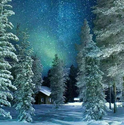 Волшебный зимний лес. Скачать бесплатно широкие обои красивых пейзажей для  смартфона. Зима.