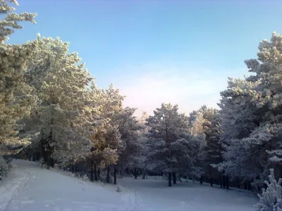 Волшебный зимний лес - красивые фото