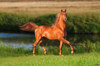 самая красивая волшебная лошадь 2» — создано в Шедевруме