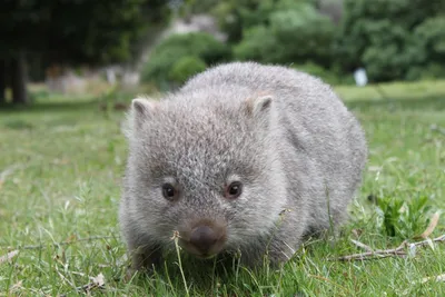 Wombat: An Australian chubby with a very powerful booty - YouTube