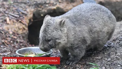 Власти Австралии попросили туристов делать меньше селфи с вомбатами - РИА  Новости, 