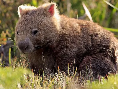 Животное Вомбат (фото): Милое сумчатое млекопитающее | Cute australian  animals, Cute wombat, Australia animals