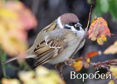 Воробей Цветное Изображение Мультяшной Птицы С Кормушки На Белом Фоне  Векторный Набор Иллюстраций Для Детей — стоковая векторная графика и другие  изображения на тему Воробьиные - iStock