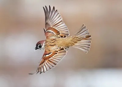 воробей летит: 9 тыс изображений найдено в Яндекс.Картинках | Pet birds,  Nature animals, Beautiful birds