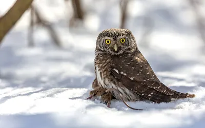 Фотокаталог птиц: Воробьиный сыч (Glaucidium passerinum)