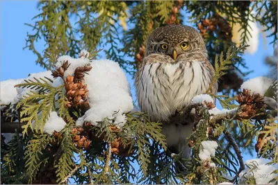 Привет! Я сыч...воробьиный сыч :). Фотограф Victor Dubinkin