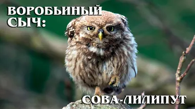 Воробьиный сычик | Пикабу