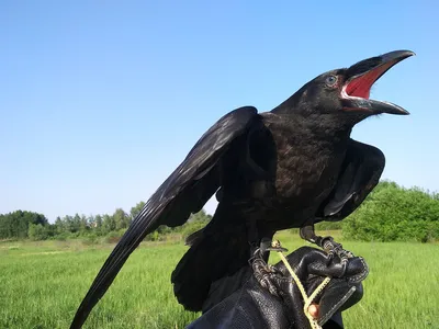 Черный ворон | Ворон, Воронье искусство, Птицы