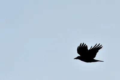 Ворон и ворона — самка и самец или разные птицы | Ваш Урок | Дзен
