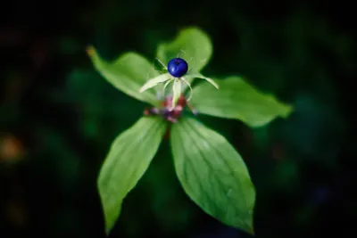 Вороний глаз (лат. Paris quadrifolia)