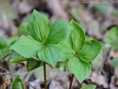 Вороний глаз четырехлистный (Paris quadrifolia L.)