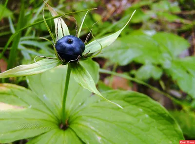 MW0293481, Paris quadrifolia (Вороний глаз четырехлистный), specimen