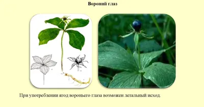 Вороний глаз четырёхлистный (Paris quadrifolia)