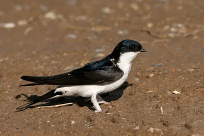 Ласточка городская (Delichon urbicum)