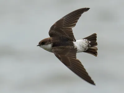 Восточный воронок - eBird