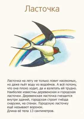 Гнезда птиц и примеры | Дневник эколога: про природу, животных,  экомероприятия, парки | Дзен