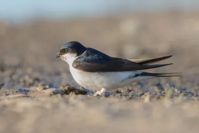 Воронок (lagopodum) - eBird