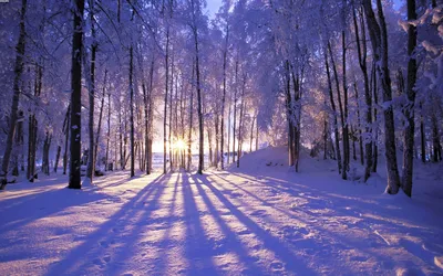 Восход Солнца Зима Солнце - Бесплатное фото на Pixabay - Pixabay