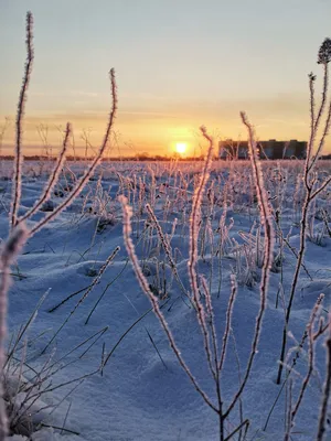 Обои Зима, рассвет, восход солнца, снег, деревья, горы, солнечные лучи  1242x2688 iPhone 11 Pro/XS Max Изображение