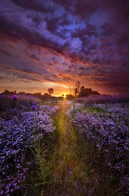 Фото Восход солнца над полем цветов, фотограф Phil Koch