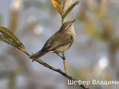 Восточные венценосные журавли | Пикабу