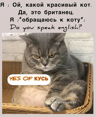 Ну,вот, опять суббота...😜 | Лариса Васильева@,,Lissa,, , истории из жизни  ИПэшника . | Дзен