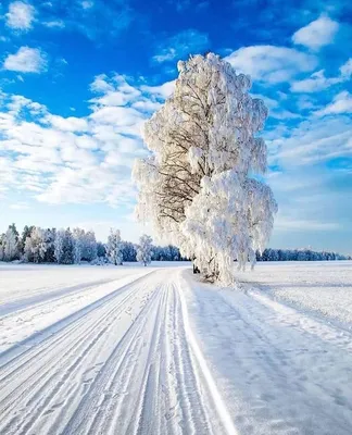 Фотография Зима Природа Времена года