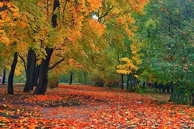 Осень чудесное время года☺️🍁) | Осень, Обои для iphone