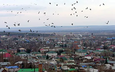 Птицы над городом