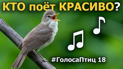 Какие птицы красиво поют? #ГолосаПтиц 18 - YouTube