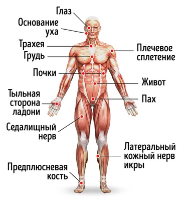 РЕФЛЕКТОРНЫЕ ЗОНЫ