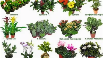 Какие комнатные растения подарить - Лучшие горшечные цветы для выбора