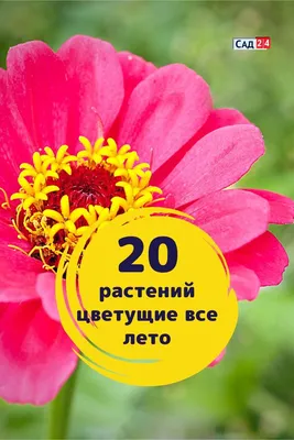 Всё о цветах: узнать название | интересные факты